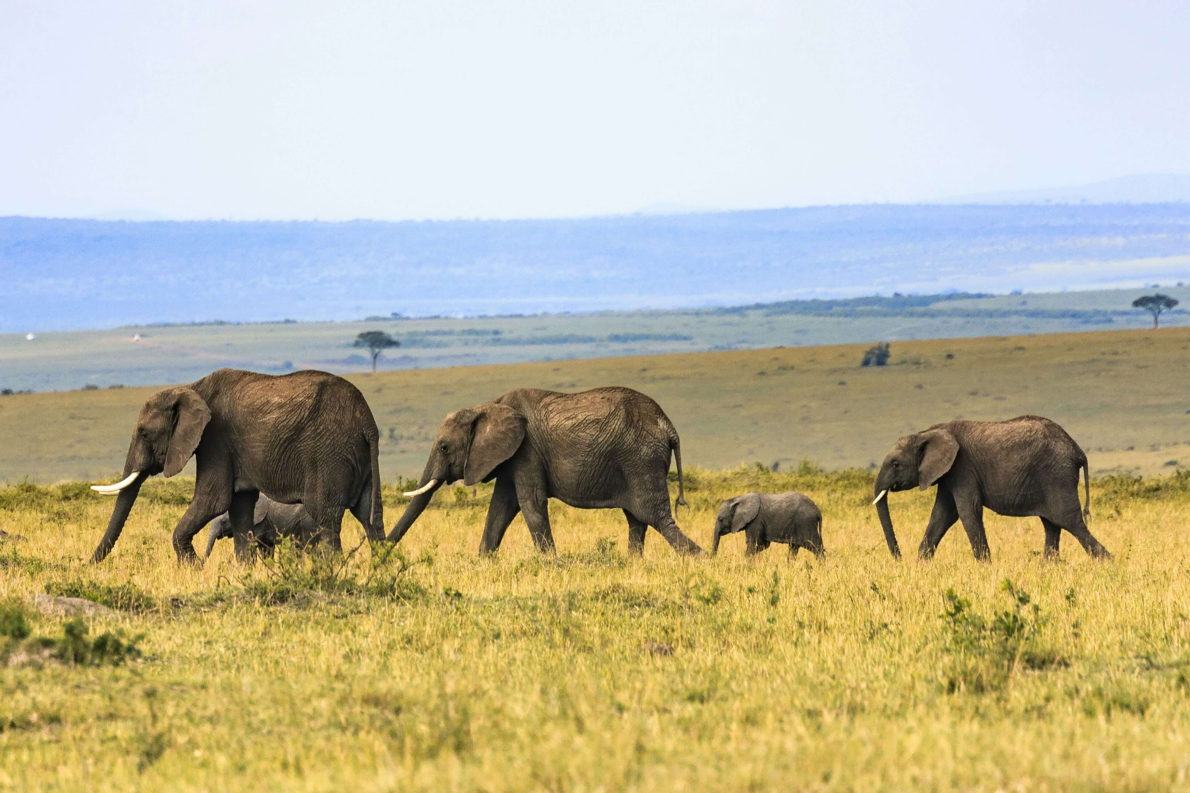 African landscape