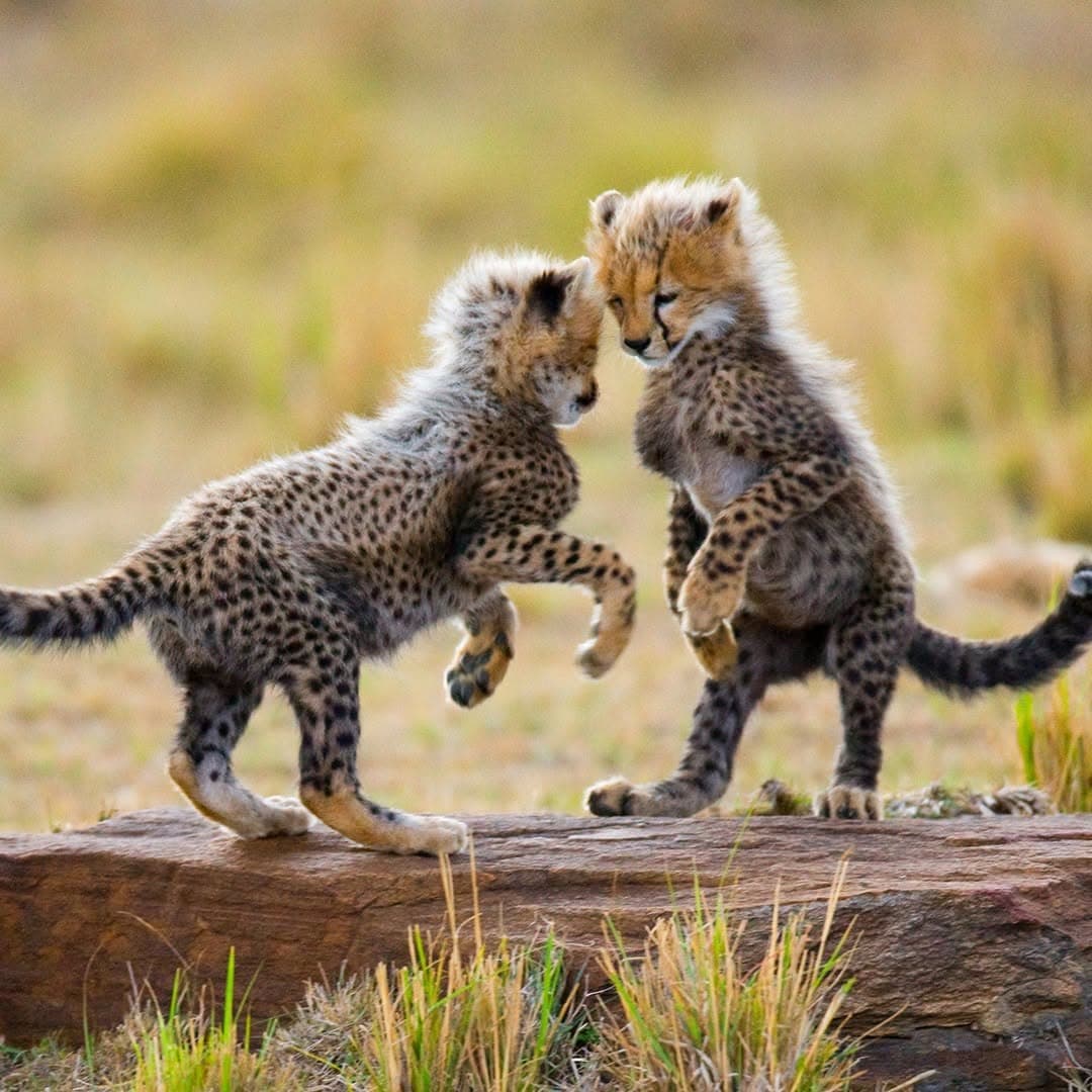 Kenya Safari for First-Timers: 2026 Itineraries, Parks, Costs & Pro Tips